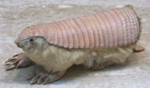 Pink_fairy_armadillo_cropped